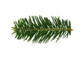Isolated fir tree branch on white background. Royalty Free Stock Photo
