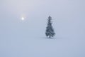 Isolated fir tree is seen standing against a backdrop of snow-covered terrain Royalty Free Stock Photo