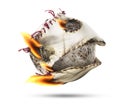 Isolated Fire Flame Baseball Royalty Free Stock Photo