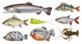 Isolated fish set, collection. Side view of live fresh fish. Royalty Free Stock Photo