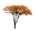 Isolated Flame tree on white background Royalty Free Stock Photo