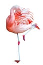 Isolated Flamingo on one leg Royalty Free Stock Photo