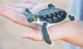 Isolated Flatback Sea Turtle Royalty Free Stock Photo