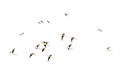 Isolated Flocks of birds flying on a white background with clipping path Royalty Free Stock Photo