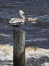 Pelican on a Piing Watching the Waves Royalty Free Stock Photo