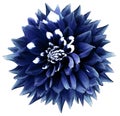 Isolated flower blue-white dahlia. White isolated background with clipping path. Nature. Closeup. Royalty Free Stock Photo