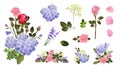 Isolated flower collection. Roses, hydrangea flowers. Fashion floral elements, bouquets with leaves. Natural garden