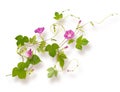 Isolated flower of Convolvulus or bindweed