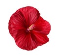 Isolated flower of a deep red hibiscus Royalty Free Stock Photo