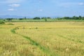 rice fields in the country Royalty Free Stock Photo