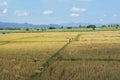 rice fields in the country Royalty Free Stock Photo
