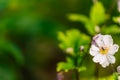 Isolated Flower in Garden With Blurred Background and Free Space for Text Royalty Free Stock Photo