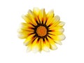 Isolated yellow flower Gazania rigens