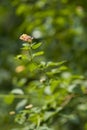 Isolated flower on green field Royalty Free Stock Photo