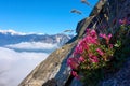 Isolated flower growing on a steep rock wall over the clouds Royalty Free Stock Photo