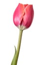 Isolated flower. Pink single tulip on a white background Royalty Free Stock Photo