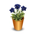 Isolated flower in pot Royalty Free Stock Photo