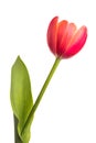 Isolated flower. Red single tulip on white background Royalty Free Stock Photo