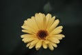 Isolated flower of pot marigold (also known as ruddles or Calendula officinalis) with bloom and blurred background.