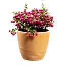 Isolated flowerpot with a pink Pernettya mucronata