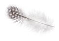 Isolated fluffy feather in light spots Royalty Free Stock Photo