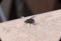 Common house fly in habitable environments Located in an open space open