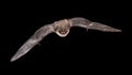 Isolated Flying bat male on black background Royalty Free Stock Photo