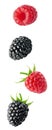 Isolated flying berries. Blackberry and raspberry fruits isolated on white background with clipping path.