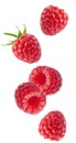 Isolated flying berries. Falling raspberry fruits isolated on white background with clipping path.
