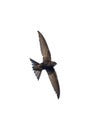 Isolated flying black swift.