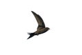 Isolated flying black swift.