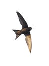 Isolated flying black swift.