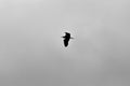 Isolated flying grey heron silhouette in the fog Royalty Free Stock Photo