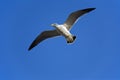 Isolated flying gull on blue Royalty Free Stock Photo