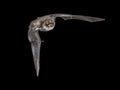 Isolated Flying natterers bat on black background