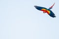 Isolated flying tropical parrot with copy space. Scarlet macaw on the sky Royalty Free Stock Photo