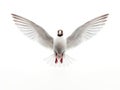 Isolated flying white gull