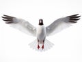 Isolated flying white gull