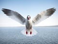 Isolated flying white gull