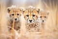 isolated focus on cheetahs face during pursuit