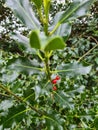  focus red berries and green holly
