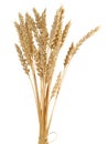 Wheat Bundle on white Background - Isolated Royalty Free Stock Photo