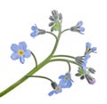 Isolated forget-me-not flower stem with small blue blooms Royalty Free Stock Photo