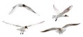 Isolated four black head gulls flight Royalty Free Stock Photo