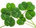 Isolated Four Leaf Clover and Three Leaf Clover on White Background Royalty Free Stock Photo