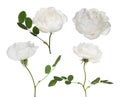 Isolated four white brier flowers collection Royalty Free Stock Photo