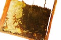 Isolated frame with fresh and fragrant amber honey Royalty Free Stock Photo