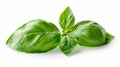 Isolated fresh basil leaf on white background. Basil herb close-up. Royalty Free Stock Photo