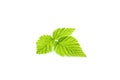 Isolated fresh BlackBerry leaf closeup. Royalty Free Stock Photo