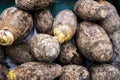 Isolated Fresh harvested Satoimo potatoes. taro root. A plant that utilizes the root